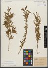 Foto von Salix triandra L. x Salix viminalis L.
